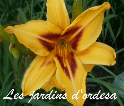 Hemerocallis mikado
